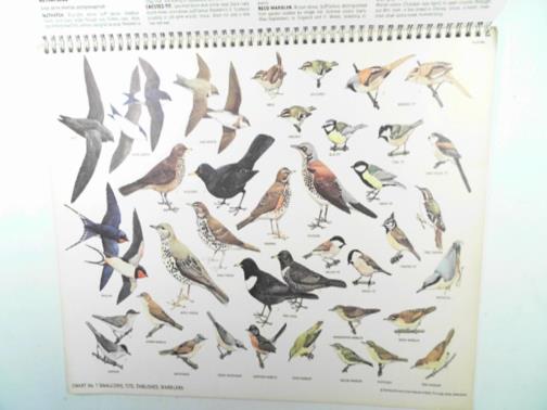 RSPB - A field identification guide to selected British birds